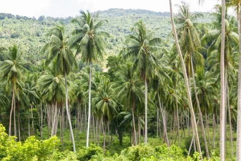 Coconut palm trees Stock Photos
