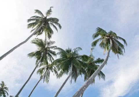 Coconut palm trees Foto stock