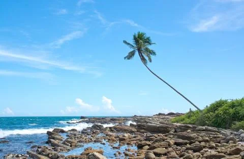 Coconut palm trees Stock-Fotos