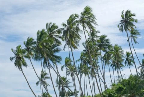 Coconut palm trees Stock Photos