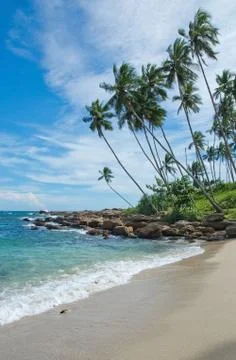 Coconut palm trees Stock Photos