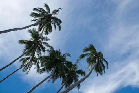 Coconut palm trees Stock Photos