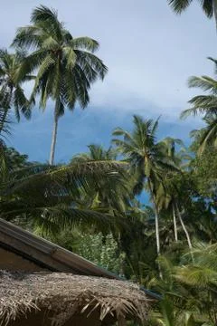 Coconut palm trees Stock Photos