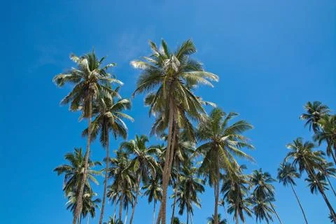 Coconut palm trees Stock Photos