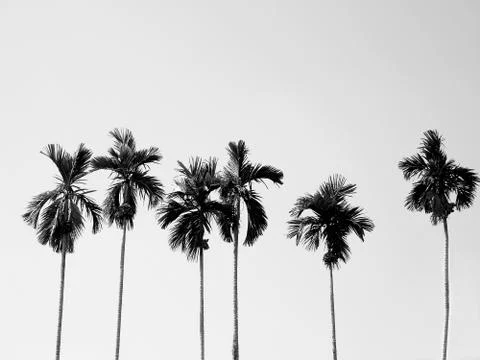 Coconut palm trees Stock Photos