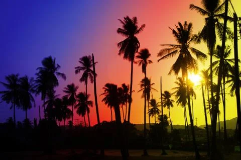 Coconut palm trees Stock Photos