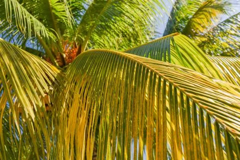 Coconut Palm Trees Stock Photos