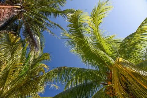 Coconut Palm Trees Stock Photos
