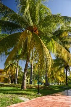 Coconut Palm Trees Stock Photos