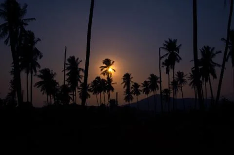 Coconut palm trees Foto stock