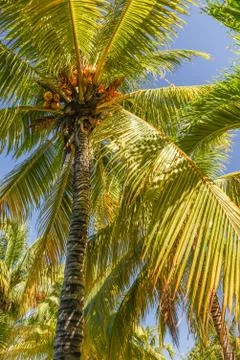 Coconut Palm Trees Stock Photos