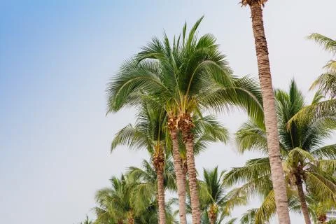 Coconut palm trees Stock Photos