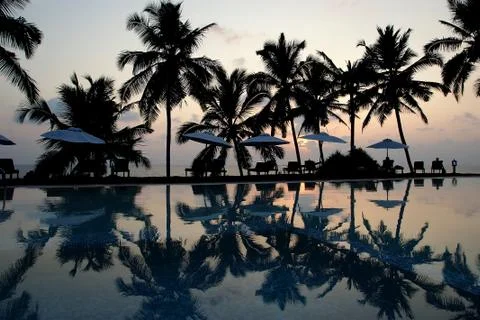 Coconut palm trees Foto stock