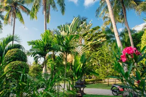 Coconut palm trees Stock Photos
