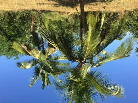 Coconut palm trees Stock Photos