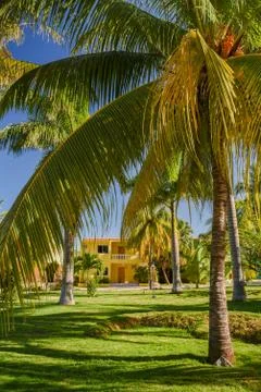 Coconut Palm Trees Stock Photos