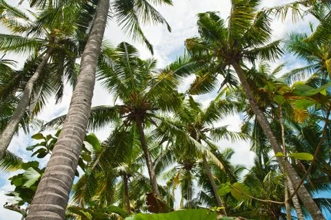 Coconut palm trees Stock Photos