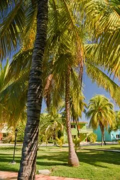 Coconut Palm Trees Stock Photos
