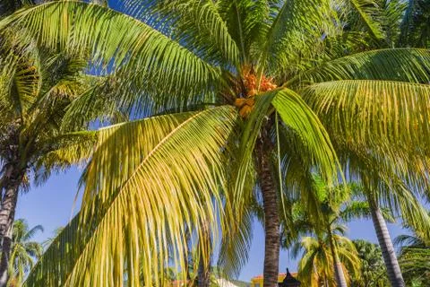 Coconut Palm Trees Stock Photos