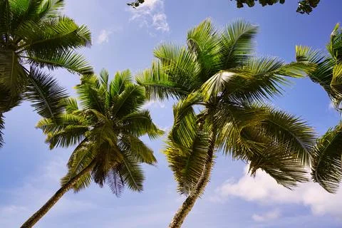 Coconut palm trees Stock Photos