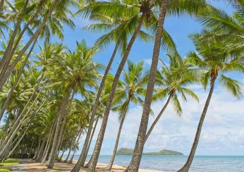 Coconut palm trees Foto stock