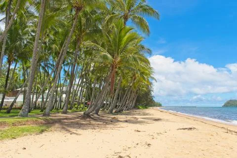 Coconut palm trees Foto stock