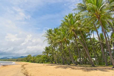 Coconut palm trees Foto stock