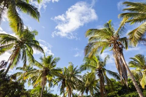 Coconut Palm Trees Stock Photos