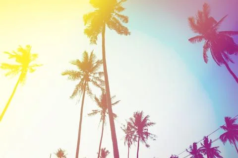 Coconut palm trees Foto stock