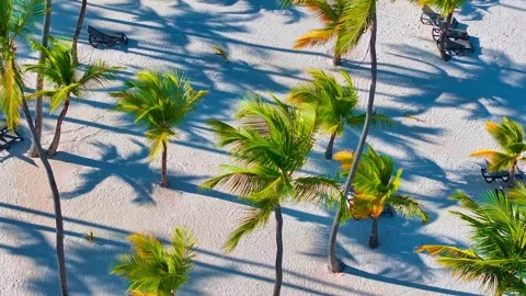 Coconut palm trees stand on a beautiful white sand beach on a sunny day. Stock Footage 287328152