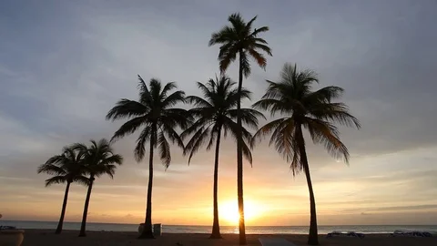 Coconut palm trees at sunset Stock Footage 73844384