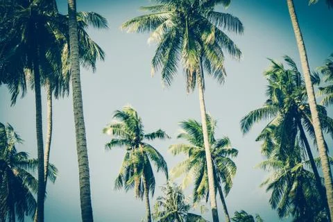 Coconut palm trees in sunset light. Vintage background. Retro toned poster. 스톡 사진