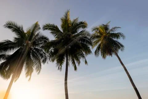 Coconut palm trees at sunset Stock Photos