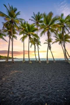 Coconut palm trees at sunset on volcanic black sand beach, Punaluu, Big Island Stock Photos