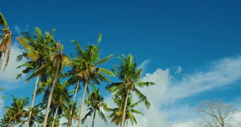 Coconut palm trees sway in sunshine. Green branches against a beautiful blue sky Video stock 226830754