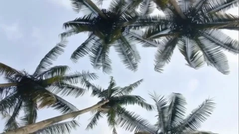 Coconut Palm Trees Swaying in Blue Sky 4K Stock Footage 343765993