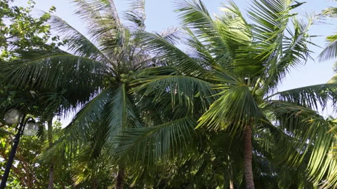 Coconut palm trees swaying in strong wind Video stock 338339646
