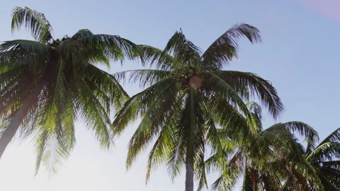 Coconut palm trees swaying in the wind Stock Footage 338338775