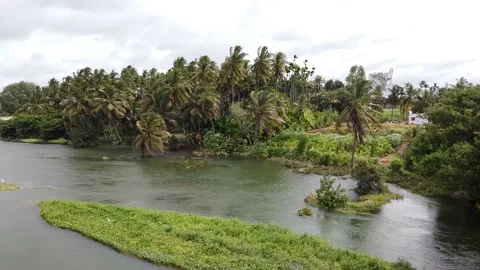 Coconut Palm trees swaying to the winds  near Mysore in India. Stock Footage 201827376