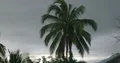 Coconut palm trees top in front of dark raining season clouds Flores Indonesia 4k or 4k+ Resolution