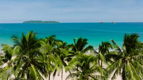 Coconut palm trees in tropical beach. Nacpan Beach, El Nido, Philippines. Stock Footage 315670715