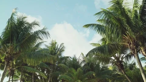 Coconut palm trees under perfect blue sky with clouds in tropical island Stock Footage 197337537