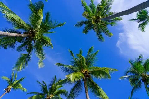 Coconut palm trees view from below and sky background in tropical beach Thail Stock Photos