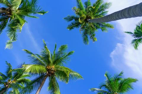 Coconut palm trees view from below and sky background in tropical beach Thail Stock Photos