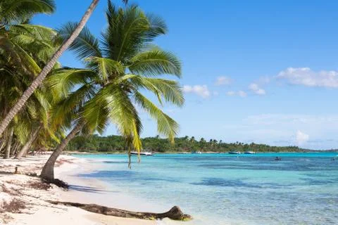 Coconut Palm trees on white sandy beach in Saona island, Dominican Republic Foto stock
