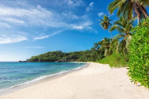 Coconut Palm trees on white sandy beach in Seychelles. Foto stock