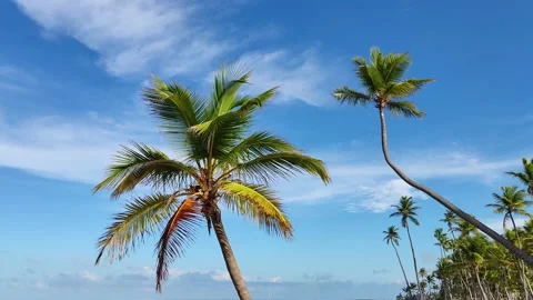 Coconut palm trees in the wind on background of blue sky and white clouds Stock Footage 163833575
