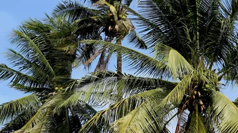 Coconut Palm Trees in the Wind Stock Footage 37456367