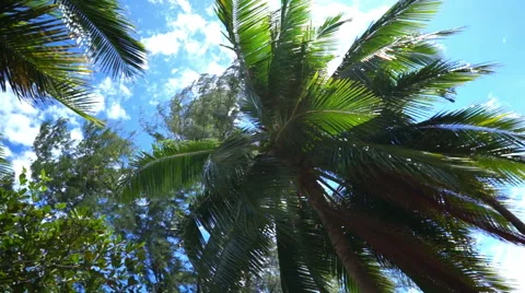 Coconut palm trees in the wind Stock Footage 43520182