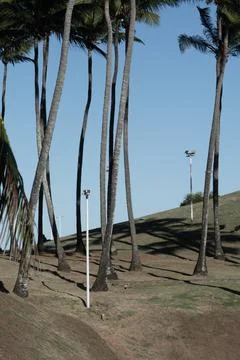 Coconut palm trunks and shadows on the lawn Stock Photos